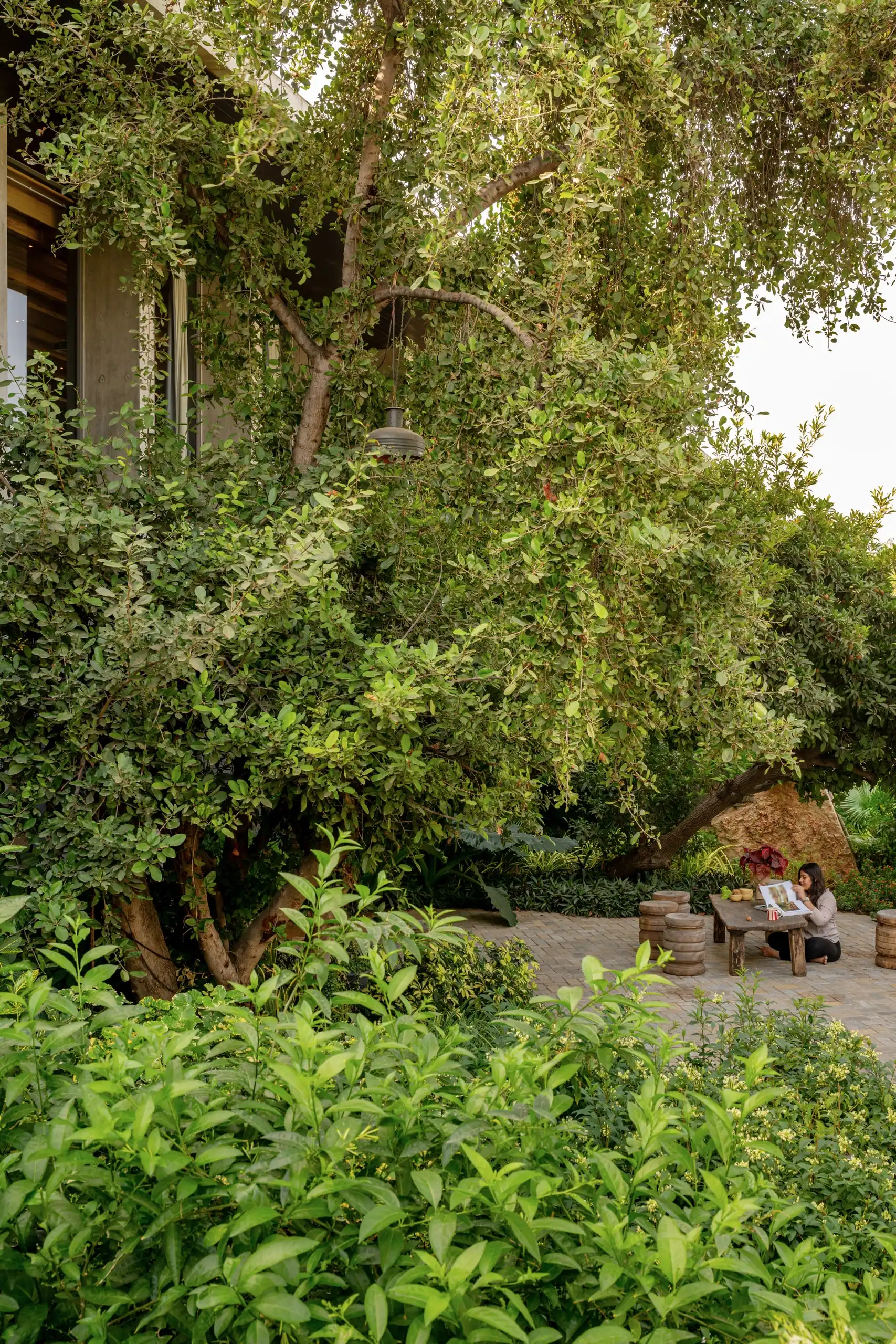 Figure reading at a low table beneath a mature tree beside the house